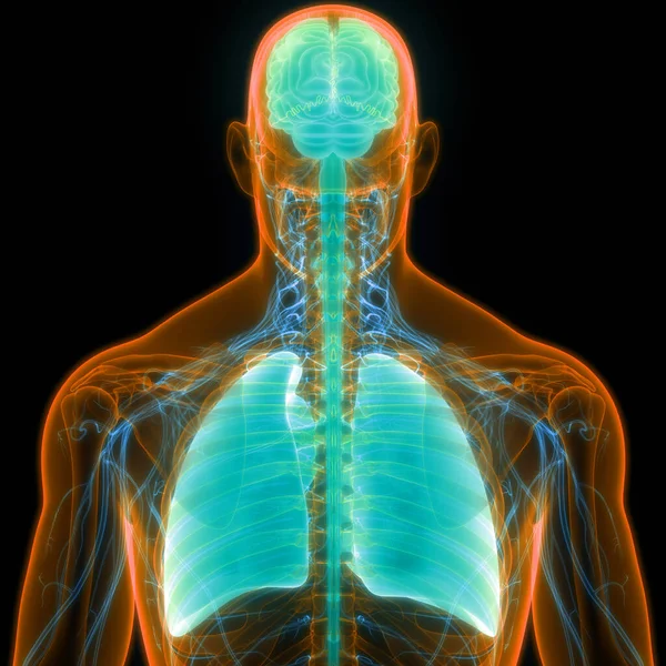 脳の解剖学と人間の内部器官肺 — ストック写真