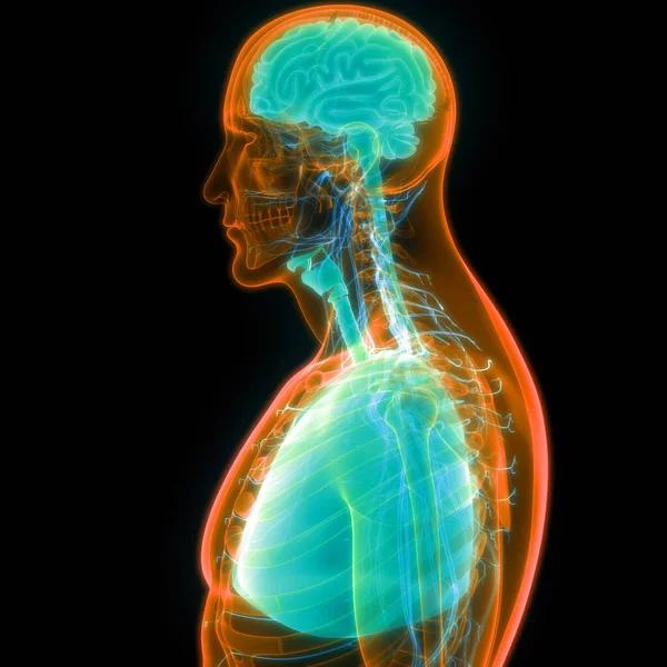Órganos Internos Humanos Pulmones Con Anatomía Cerebral — Foto de Stock