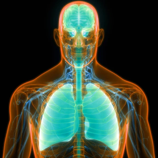 脳の解剖学と人間の内部器官肺 — ストック写真