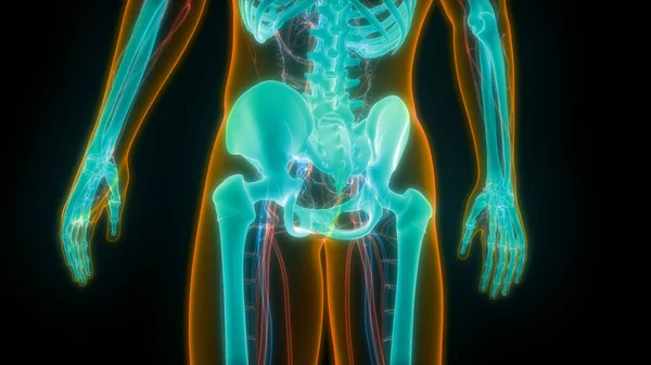 Emberi Keringési Rendszer Szív Artériák Vénák Anatómia — Stock Fotó