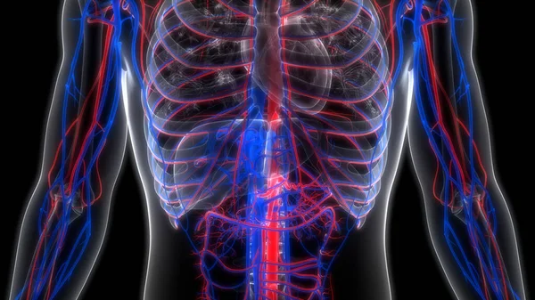 動脈と静脈の解剖学的構造を持つヒト循環系心臓 — ストック写真