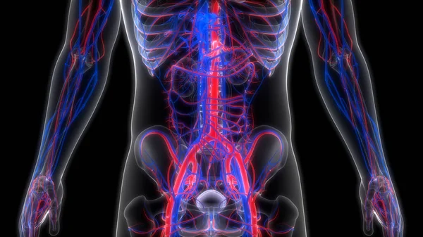 Het Hart Van Het Menselijk Circulatiesysteem Met Slagaders Aderen Anatomie — Stockfoto