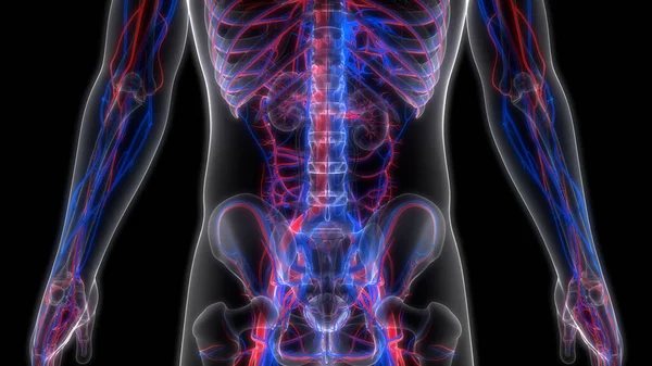 Het Hart Van Het Menselijk Circulatiesysteem Met Slagaders Aderen Anatomie — Stockfoto