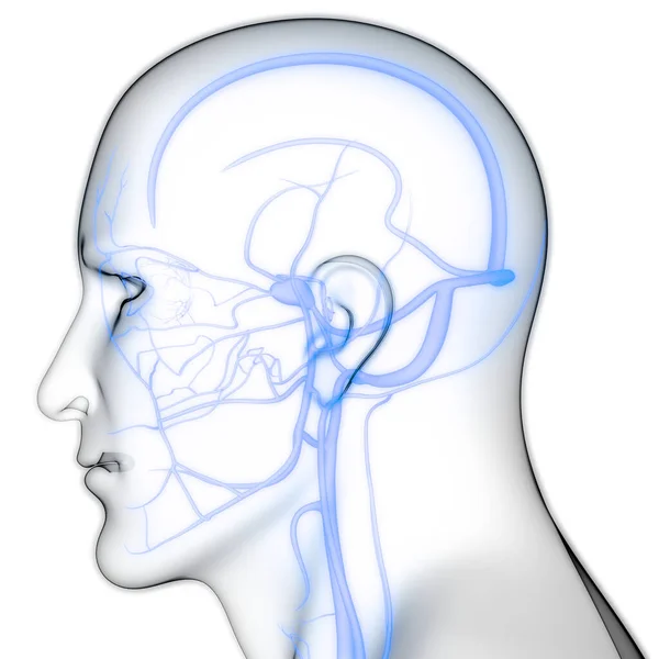 Человеческая Внутренняя Система Lymph Nodes Anatomy — стоковое фото