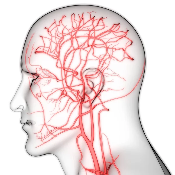 Nsan Sistemi Lenf Düğümleri Anatomisi Boyut — Stok fotoğraf