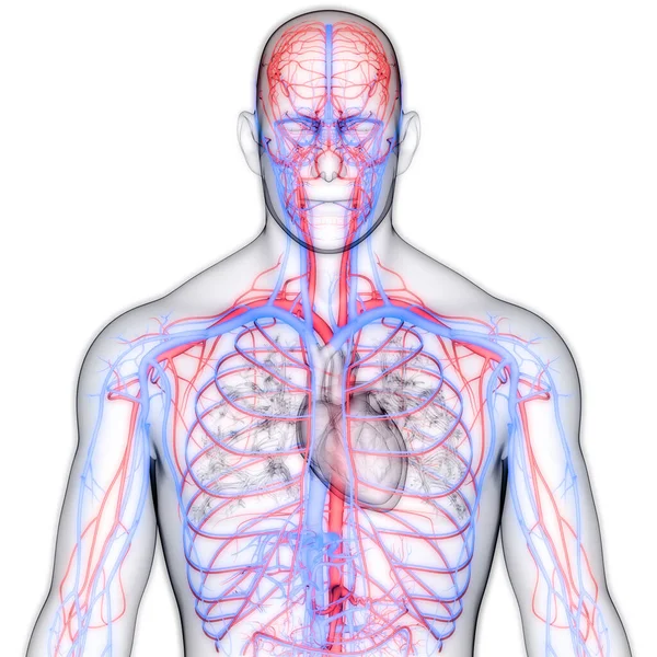 Damarları Damar Anatomisi Olan Nsan Dolaşım Sistemi Kalbi Boyut — Stok fotoğraf
