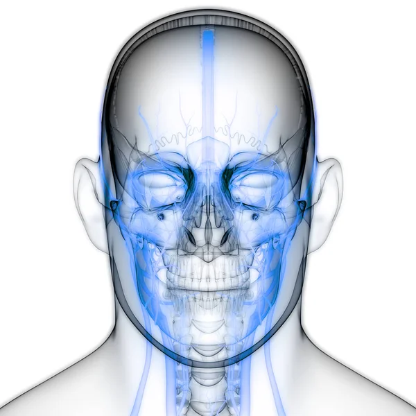 Nsan Sistemi Lenf Düğümleri Anatomisi Boyut — Stok fotoğraf