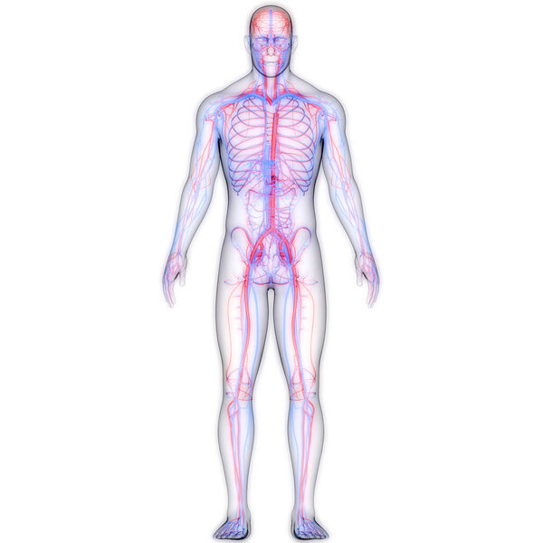 Human Circulatory System Heart with Arteries and Veins Anatomy. 3D