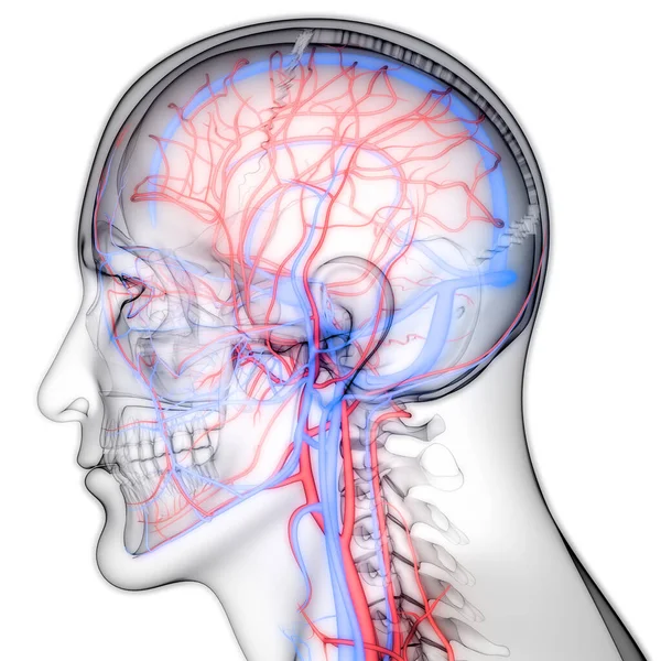 Human Internal System Lymph Nodes Anatomy — Stock Photo, Image