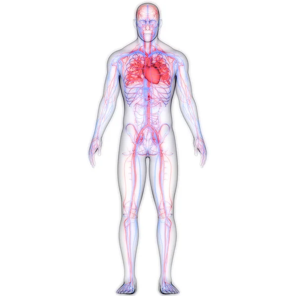 動脈と静脈の解剖学的構造を持つヒト循環系心臓 — ストック写真