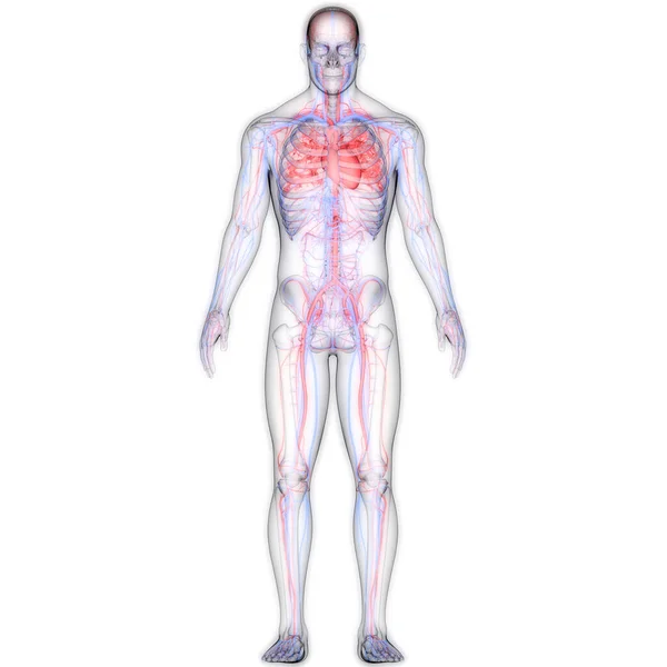 Srdce Lidského Oběhového Systému Anatomií Tepen Žil — Stock fotografie