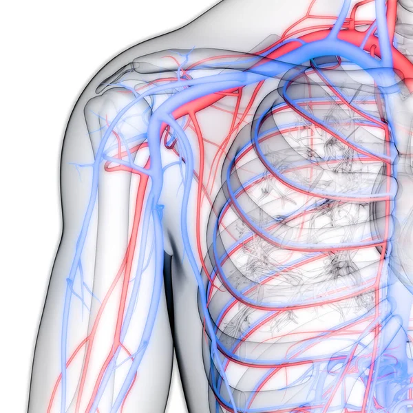 Cuore Del Sistema Circolatorio Umano Con Arterie Vene Anatomia — Foto Stock