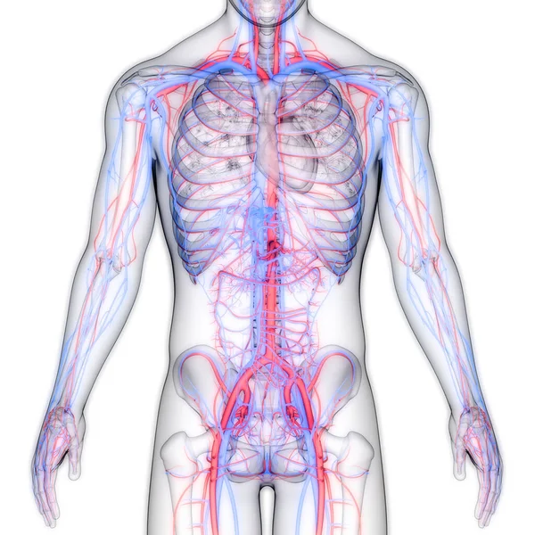 Sistema Circulatorio Humano Corazón Con Arterias Venas Anatomía —  Fotos de Stock