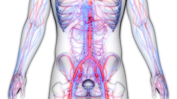 Ihmisen Verenkiertoelimistön Sydän Valtimoiden Laskimoiden Anatomia — kuvapankkivalokuva