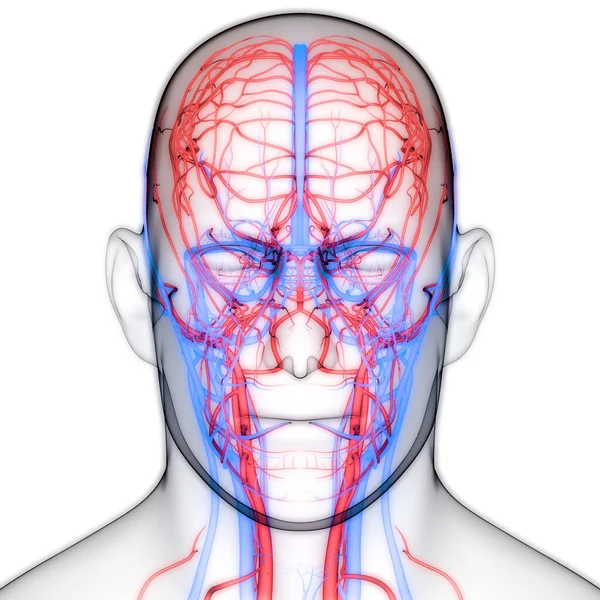 Lmph Nodes Anatomy — 스톡 사진