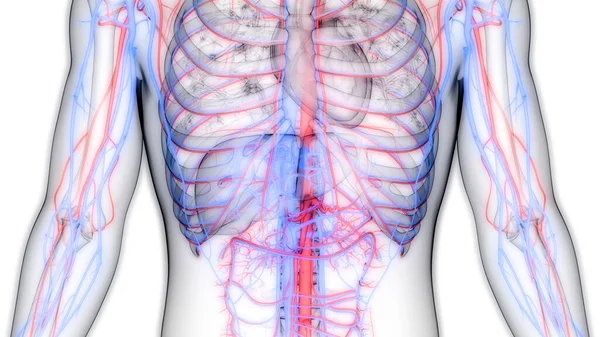 有动脉和静脉解剖的人类循环系统心脏 — 图库照片