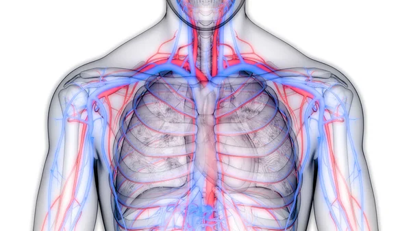 Ανθρώπινη Κυκλοφορικό Σύστημα Καρδιά Αρτηριακές Και Veins Ανατομία — Φωτογραφία Αρχείου
