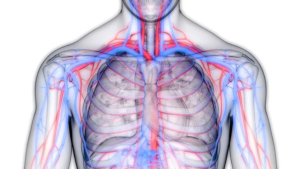 동맥과 분비선 해부학으로 이루어진 Heart Arteries Veins Anatomy — 스톡 사진