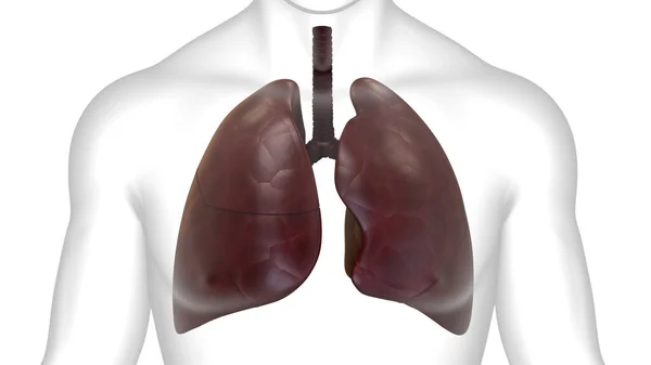 Anatomie Pulmonaire Système Respiratoire Humain — Photo