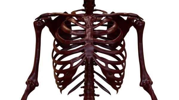 Illustrazione Dell Anatomia Della Gabbia Toracica Del Sistema Scheletrico Umano — Foto Stock