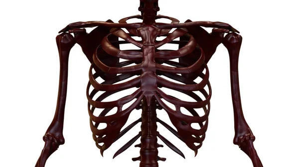 Illustratie Van Het Menselijk Skelet Systeem Rib Cage Anatomie — Stockfoto