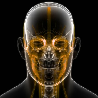 İnsan Dolaşım Sistemi Kalp Anatomisi. Üç Boyut