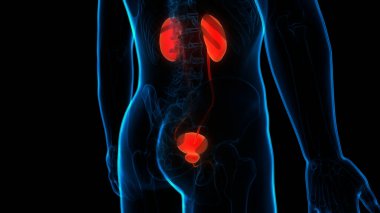 İdrar torbası anatomisi olan insan böbrekleri. Üç Boyut