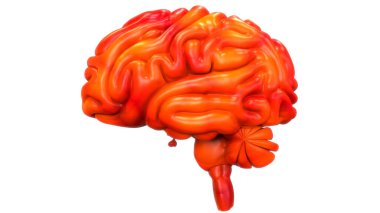 İnsan Sinir Sistemi Beyin Anatomisi Merkezi Organı. Üç Boyut