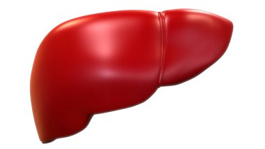 İnsan İç Sindirim Organ Karaciğeri Anatomisi 'nin 3D İllüstrasyon Konsepti. Üç Boyut