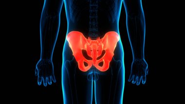 İnsan iskelet sistemi pelvis eklemi anatomisi. Üç Boyut