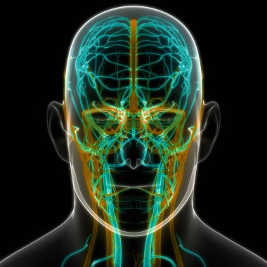 İnsan Dolaşım Sistemi Kalp Anatomisi. Üç Boyut