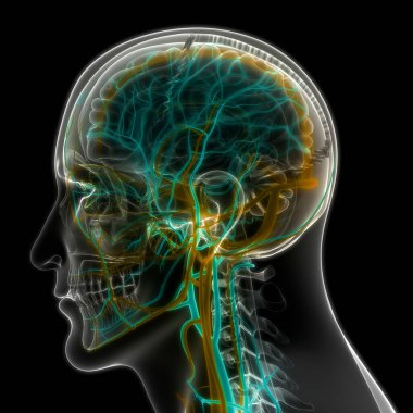 İnsan Dolaşım Sistemi Kalp Anatomisi. Üç Boyut