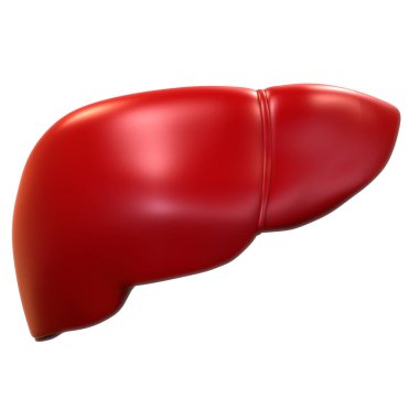 İnsan vücudu karaciğer anatomisi. Üç Boyut