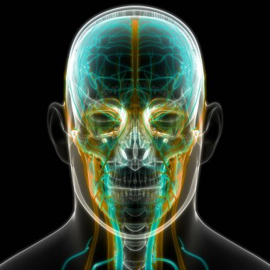 İnsan Dolaşım Sistemi Kalp Anatomisi. Üç Boyut