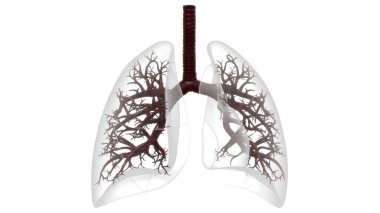İnsan Solunum Sistemi Akciğerleri Anatomisi. Üç Boyut