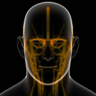 İnsan Dolaşım Sistemi Kalp Anatomisi. Üç Boyut