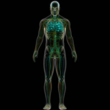 İnsan Dolaşım Sistemi Kalp Anatomisi. Üç Boyut