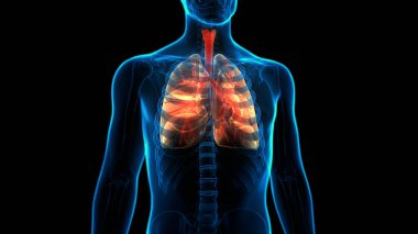 İnsan Solunum Sistemi Akciğerleri Anatomisi. Üç Boyut