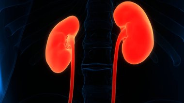 İnsan İdrar Sistemi Böbrekleri Anatomisi. Üç Boyut