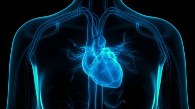 İnsan Dolaşım Sistemi Kalp Anatomisi. Üç Boyut