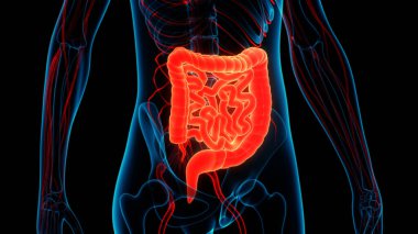 İnsan Sindirim Sistemi Anatomisi. Üç Boyut