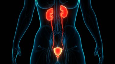 İdrar torbası anatomisi olan insan böbrekleri. Üç Boyut