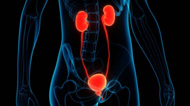 İdrar torbası anatomisi olan insan böbrekleri. Üç Boyut