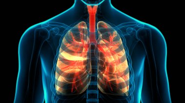 İnsan Solunum Sistemi Akciğerleri Anatomisi. Üç Boyut