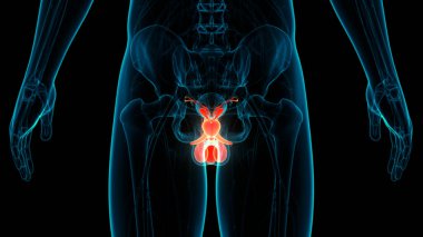 3B Erkek Üreme Sistemi Anatomisi Çizimi