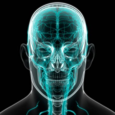 İnsan Dolaşım Sistemi Kalp Anatomisi. Üç Boyut