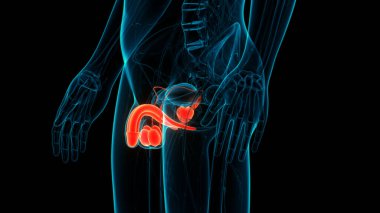 3B Erkek Üreme Sistemi Anatomisi Çizimi
