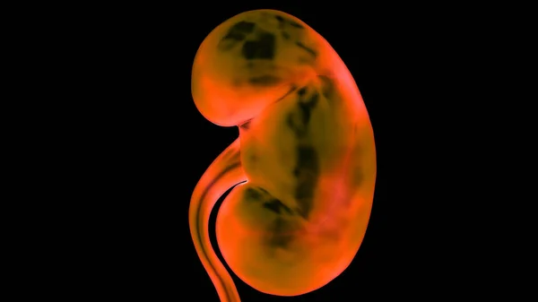 ヒト尿路系腎臓解剖学 — ストック写真