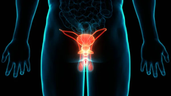 3D Illustration Concept of Male Reproductive System Anatomy