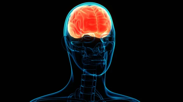 Κεντρικό Όργανο Του Ανθρώπινου Νευρικού Συστήματος Ανατομία Του Εγκεφάλου — Φωτογραφία Αρχείου